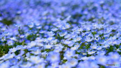 Blue  Flower