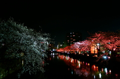 小田原より～『桜並木』