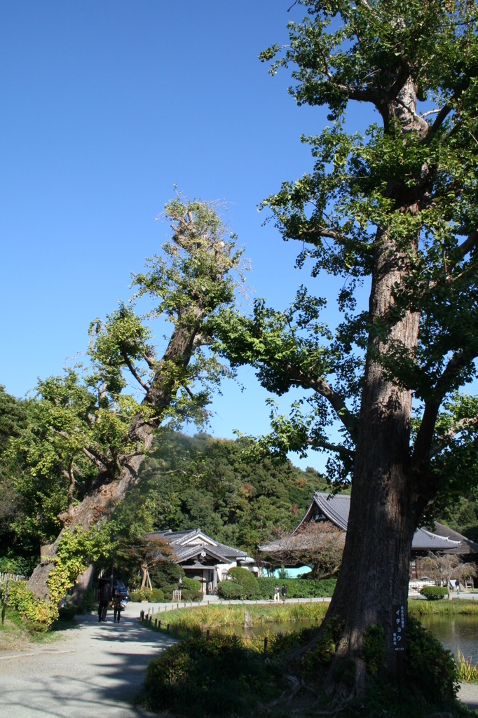 島田雄貴「お寺の樹木　２」