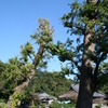 島田雄貴「お寺の樹木　２」