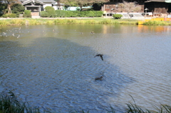 島田雄貴「お寺の池」