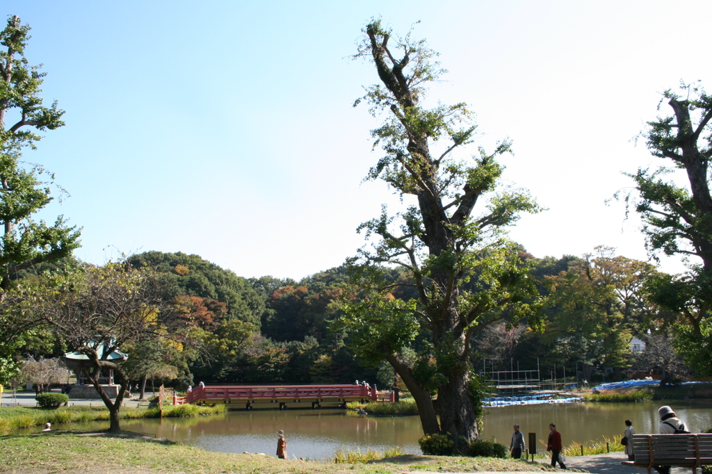 島田雄貴「お寺の樹木　３」