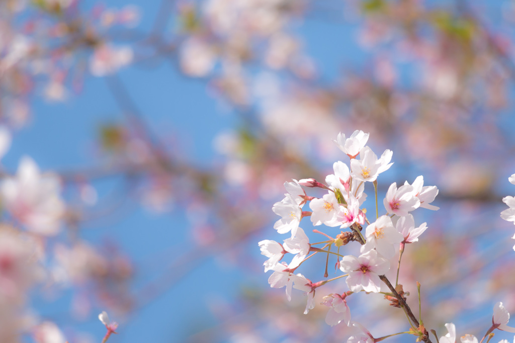 今年最後の桜