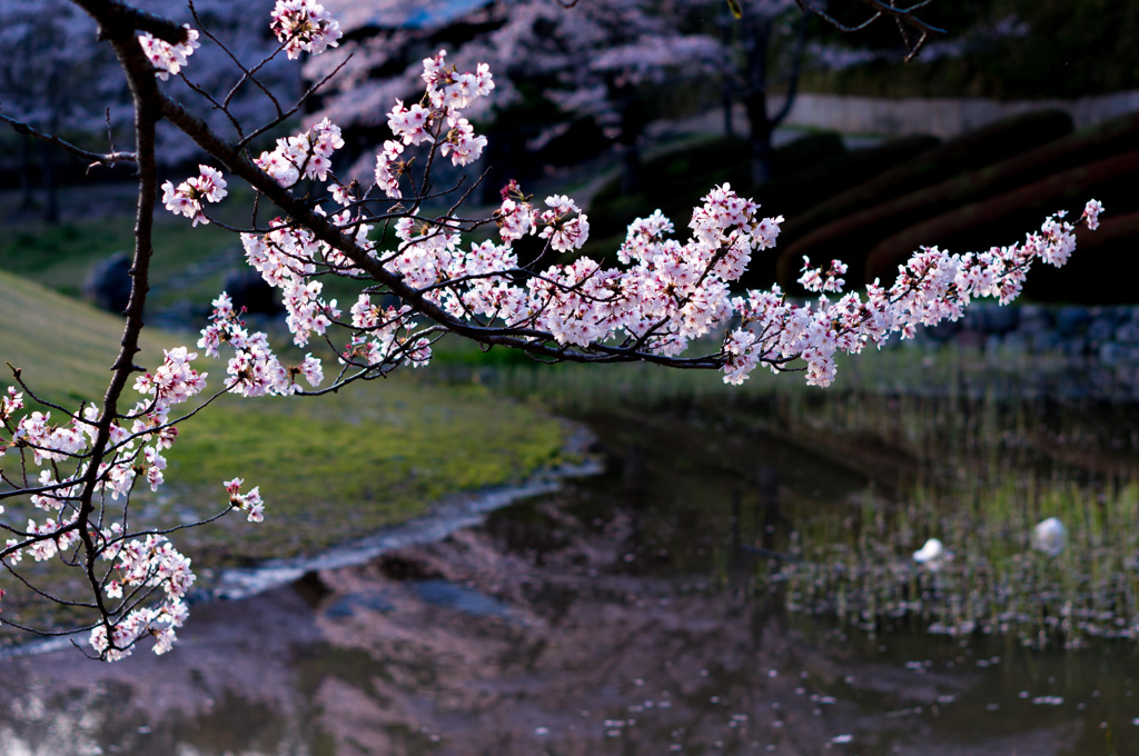 夕桜　その１