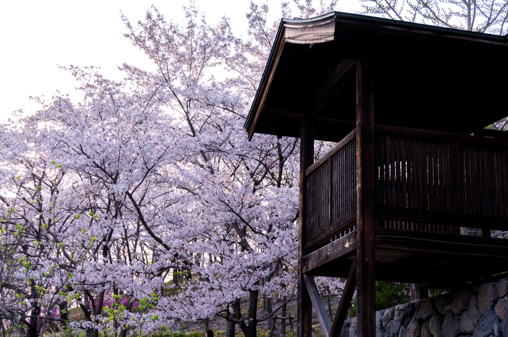 夕暮れ桜