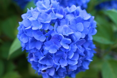 紫陽花
