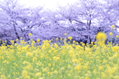 桜と菜の花