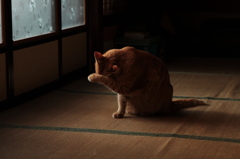 猫の手も借りたい