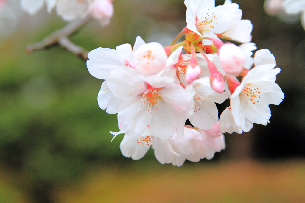 開花
