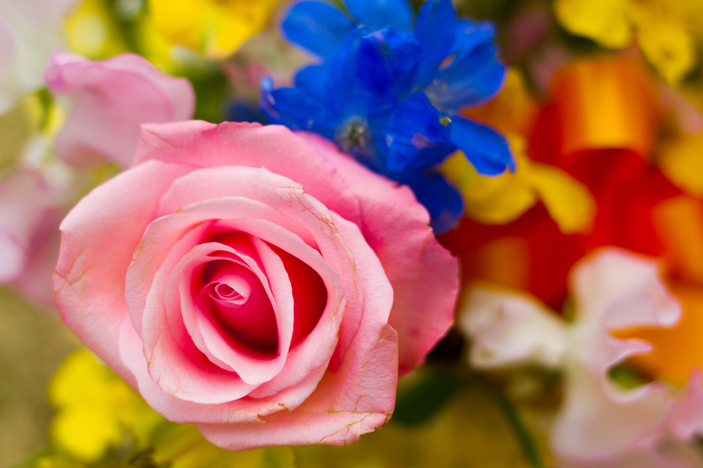薔薇