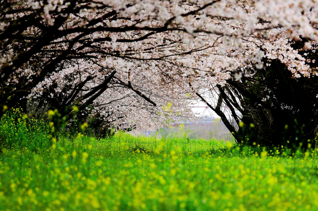 桜