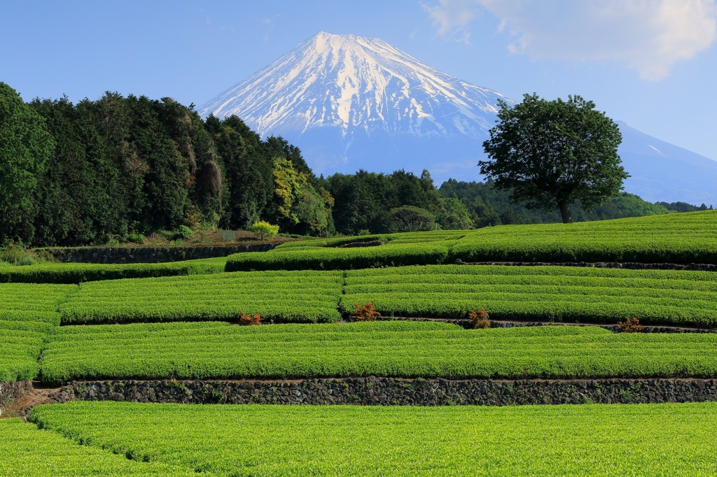 富士山と茶畑