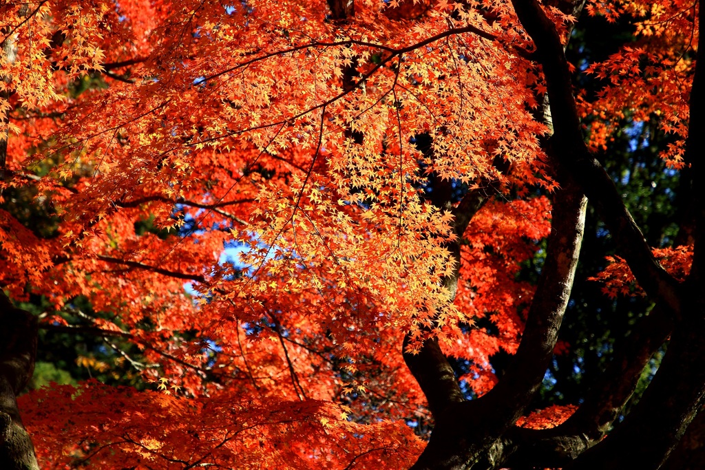 曽木公園