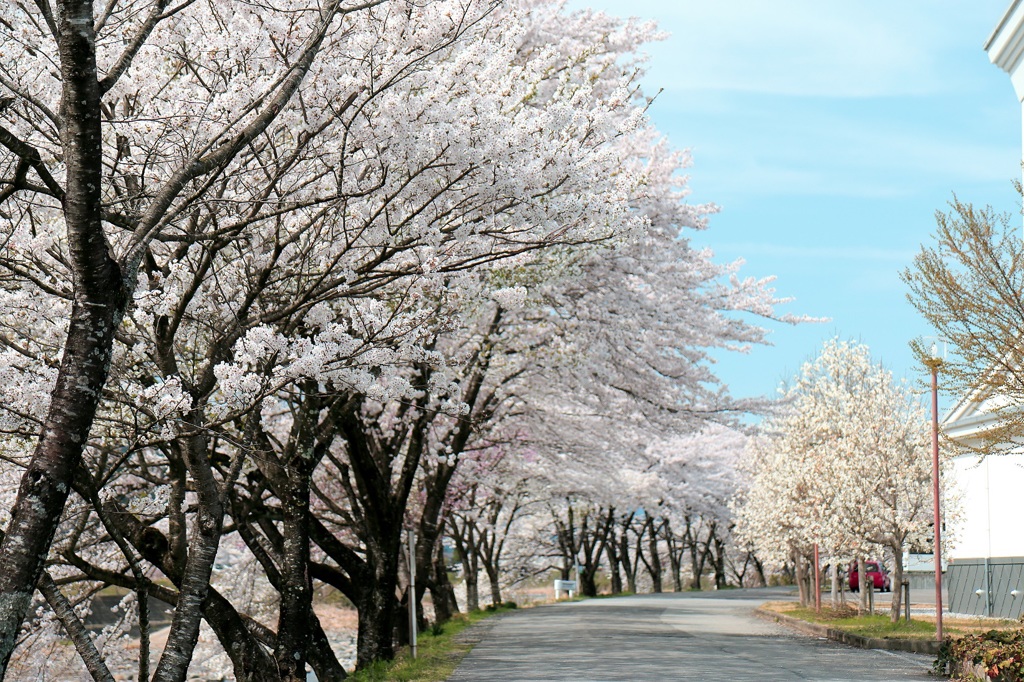 桜並木