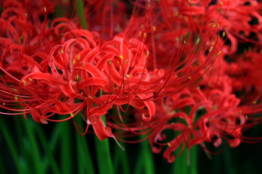 彼岸花