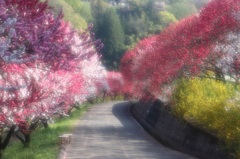 花桃の里　　阿智・昼神温泉郷