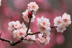 岐阜　梅林公園　梅