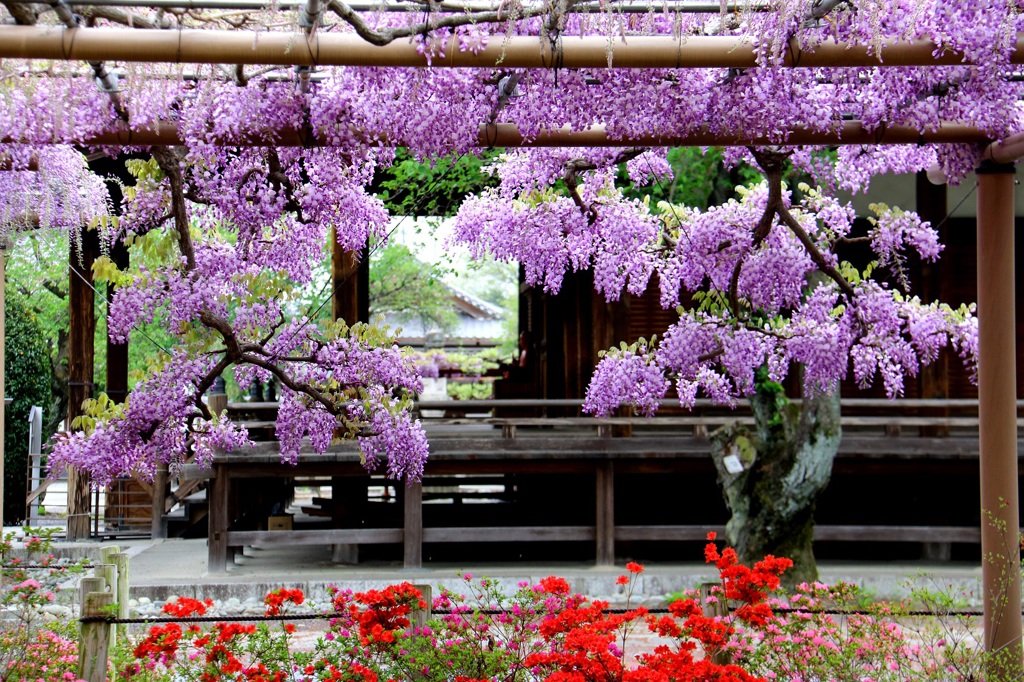 愛知県　曼陀羅寺　藤