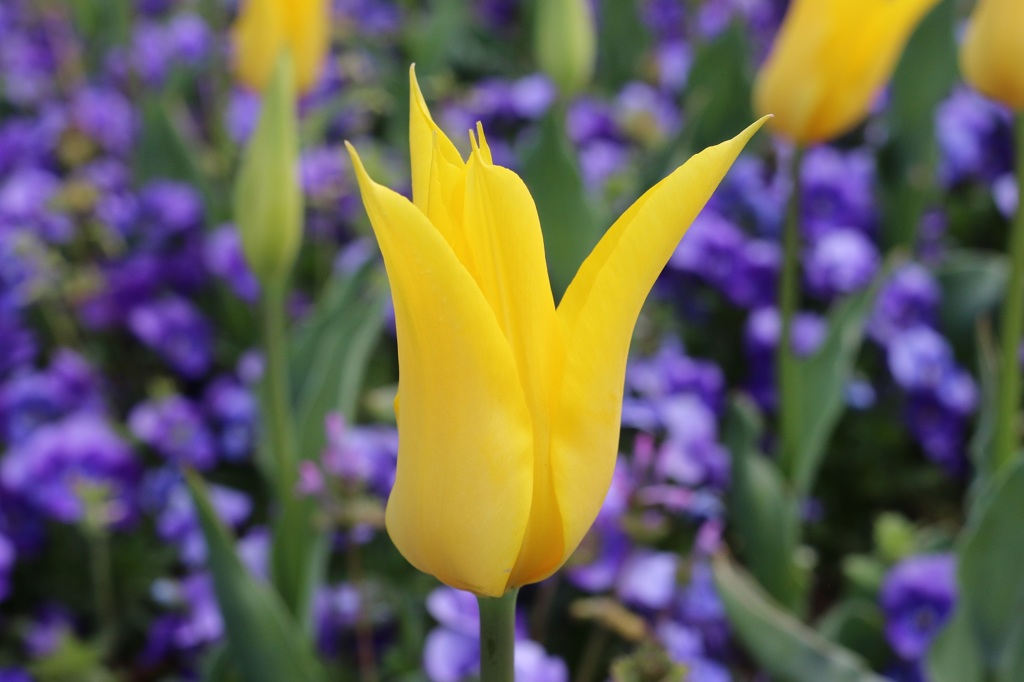 木曽三川公園　チューリップ