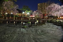 岐阜公園　桜