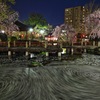 岐阜公園　桜