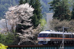 JR高山線　桜