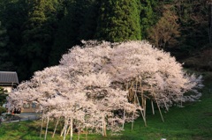 臥龍桜