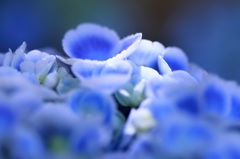 なばなの里　紫陽花祭り
