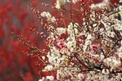 岐阜　梅林公園　梅