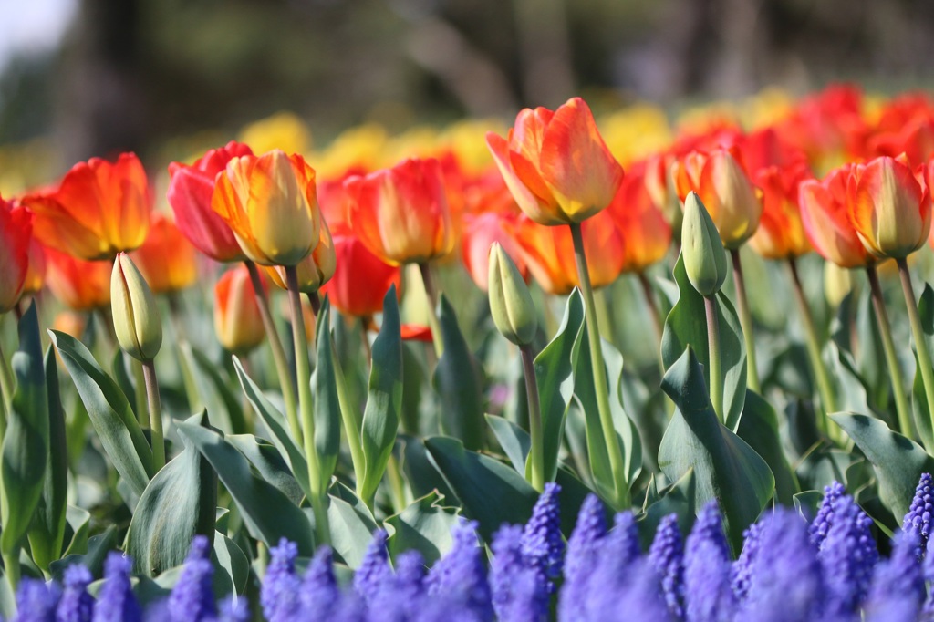 木曽三川公園　チューリップ