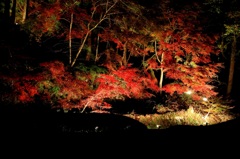 曽木公園　紅葉