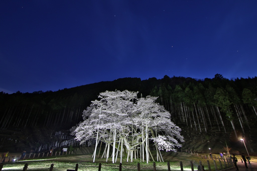 薄墨桜　ライトアップ