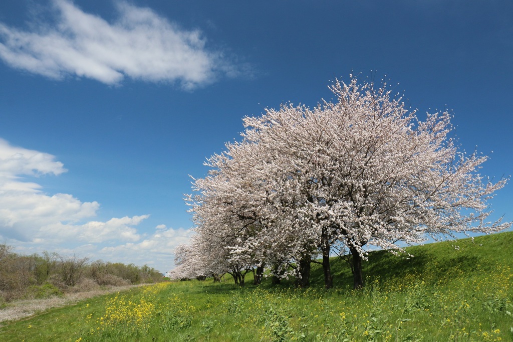 桜