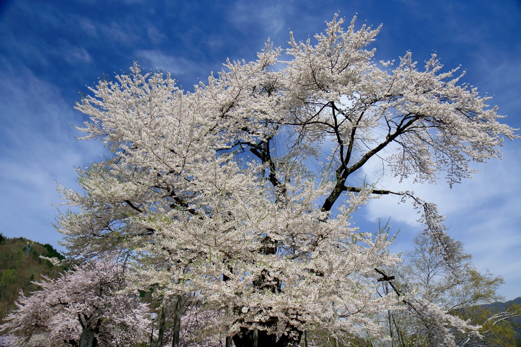 荘川桜