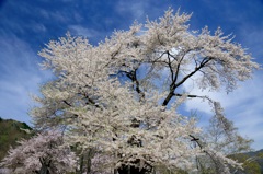 荘川桜