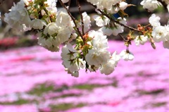 國田家の芝桜