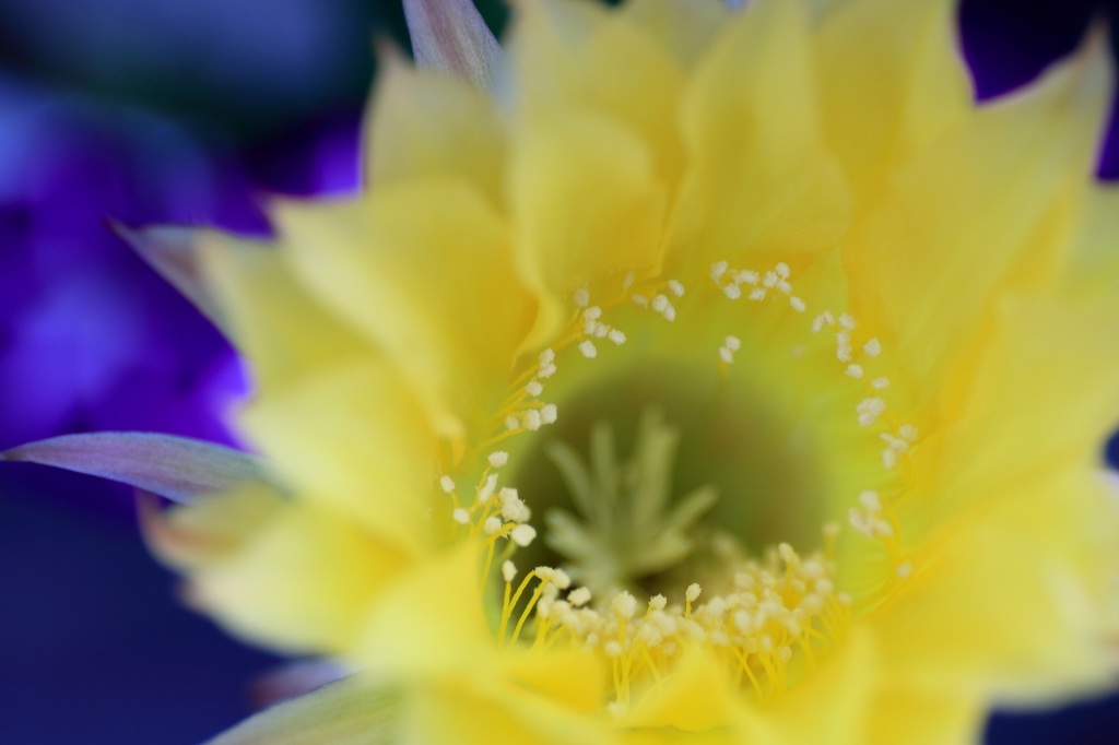 サボテンの花