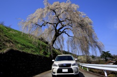 岩太郎のしだれ桜