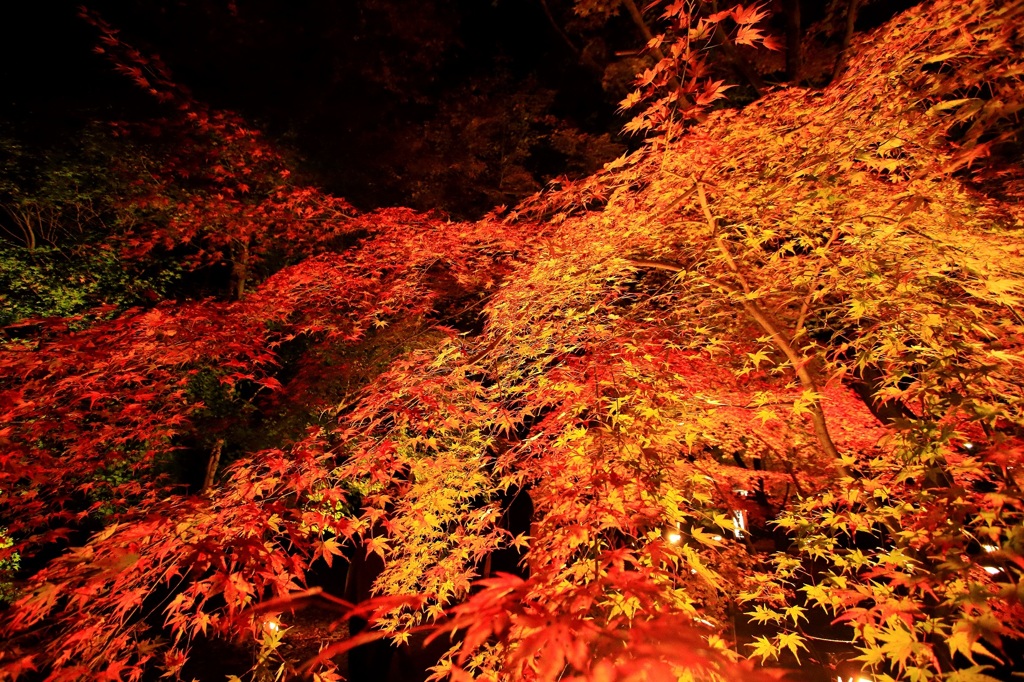 曽木公園　紅葉