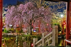 岐阜公園　桜