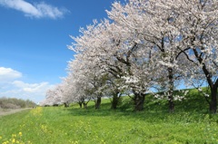 桜