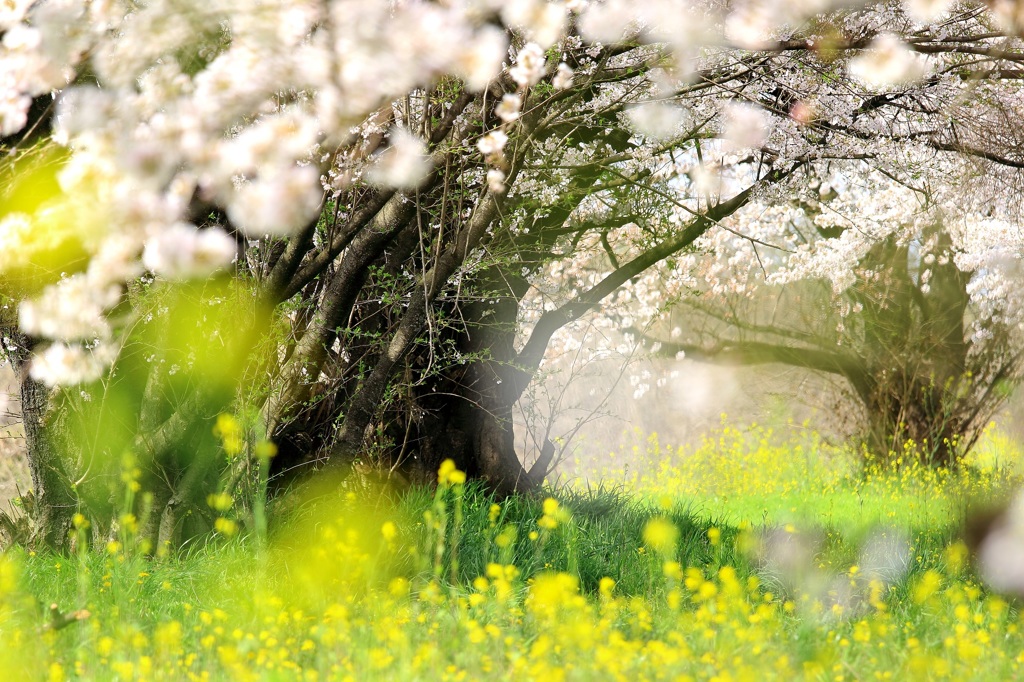 桜