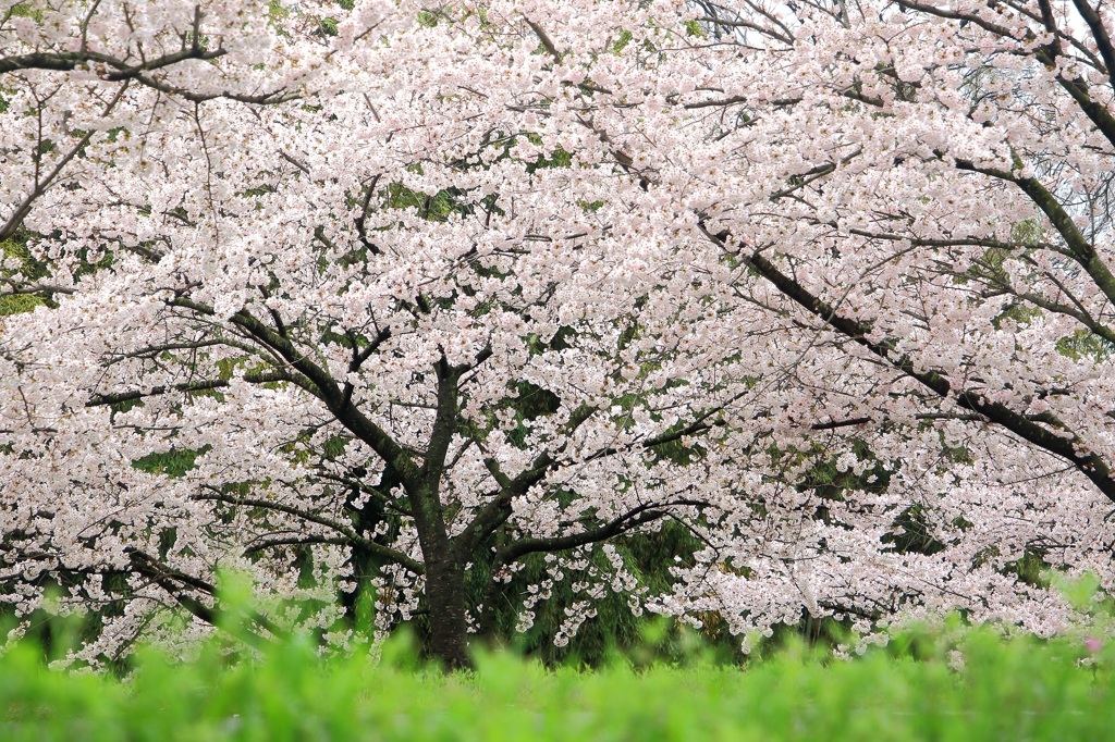 桜2017