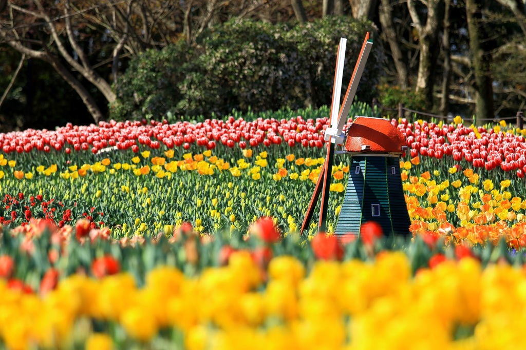 チューリップ　木曽三川公園　2019