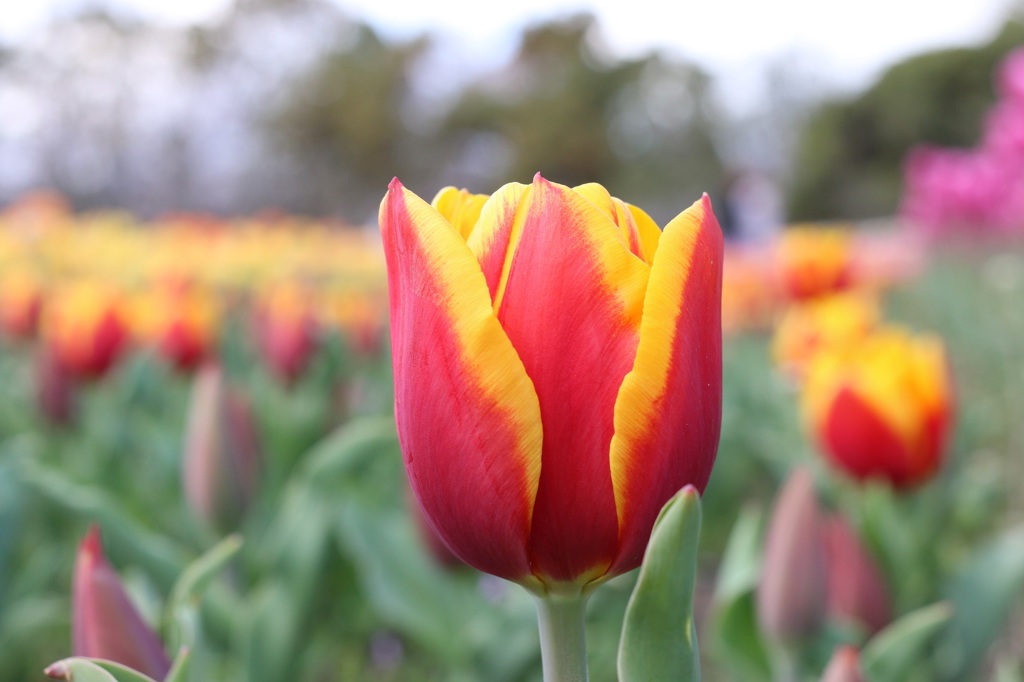 木曽三川公園　チューリップ