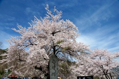 荘川桜