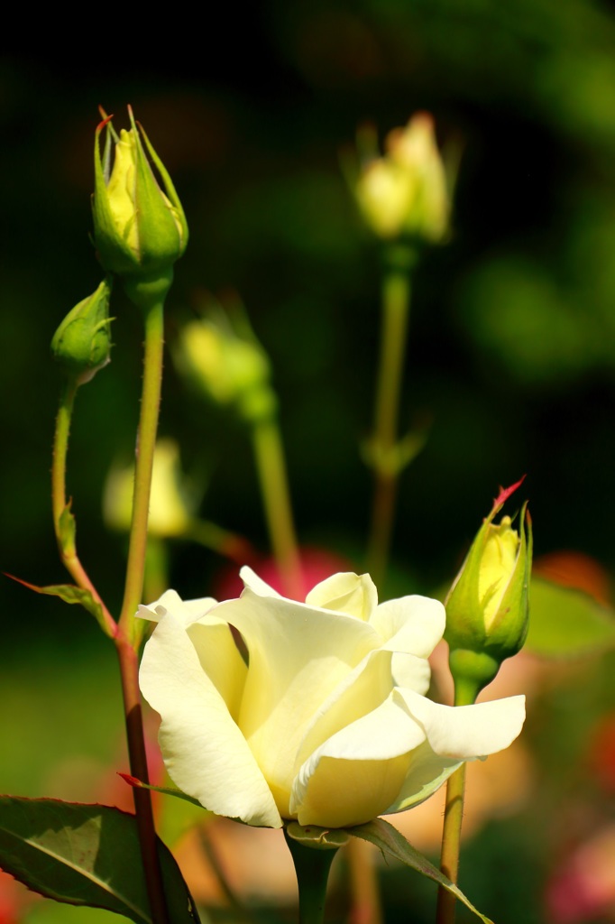 花フェスタ記念公園　薔薇