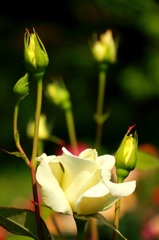 花フェスタ記念公園　薔薇