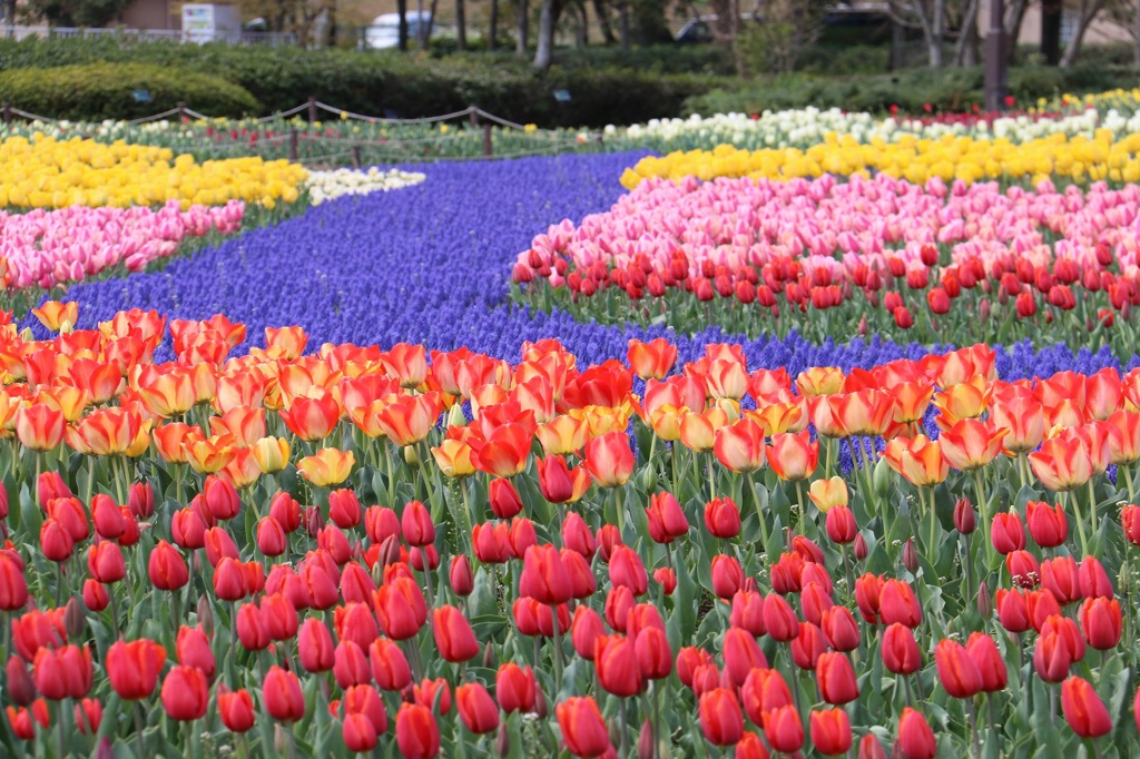 木曽三川公園　チューリップ
