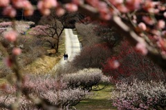 梅　いなべ梅林公園
